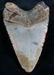 Megalodon Tooth From North Carolina #7944-2
